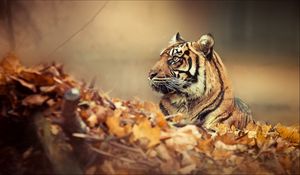 Preview wallpaper tiger, leaves, fall, down, face