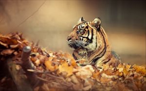 Preview wallpaper tiger, leaves, fall, down, face