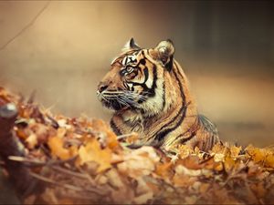 Preview wallpaper tiger, leaves, fall, down, face