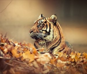 Preview wallpaper tiger, leaves, fall, down, face