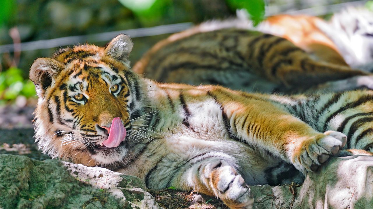 Wallpaper tiger, licking, big cat, tongue, lie