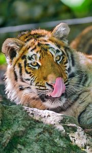 Preview wallpaper tiger, licking, big cat, tongue, lie