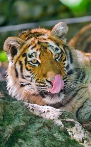 Preview wallpaper tiger, licking, big cat, tongue, lie