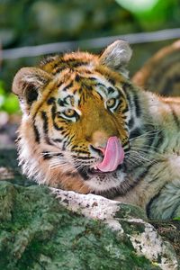 Preview wallpaper tiger, licking, big cat, tongue, lie