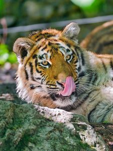 Preview wallpaper tiger, licking, big cat, tongue, lie