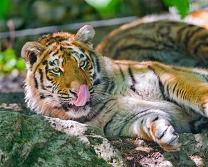 Preview wallpaper tiger, licking, big cat, tongue, lie