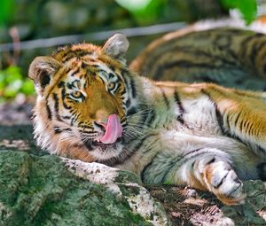 Preview wallpaper tiger, licking, big cat, tongue, lie