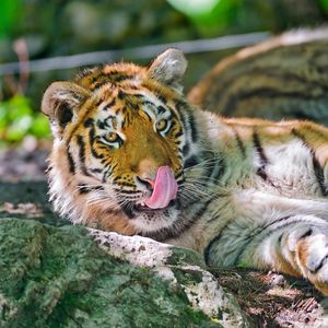 Preview wallpaper tiger, licking, big cat, tongue, lie