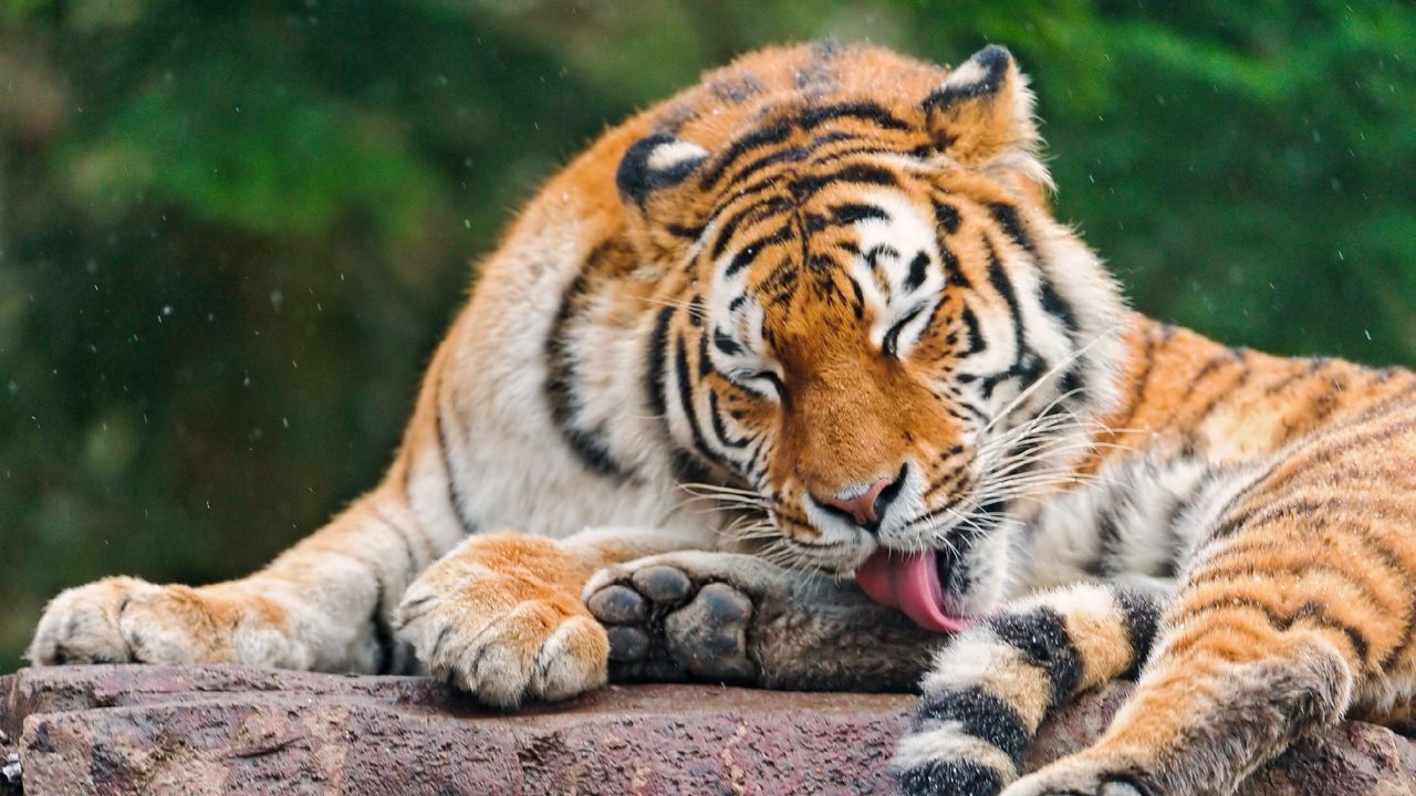 Wallpaper tiger, licking, predator, face, stone