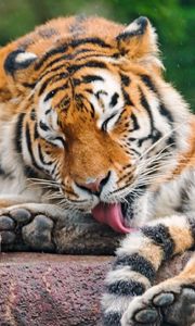 Preview wallpaper tiger, licking, predator, face, stone