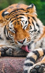 Preview wallpaper tiger, licking, predator, face, stone