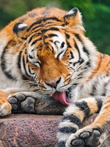 Preview wallpaper tiger, licking, predator, face, stone