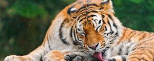 Preview wallpaper tiger, licking, predator, face, stone