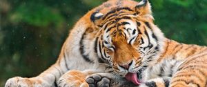 Preview wallpaper tiger, licking, predator, face, stone