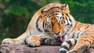 Preview wallpaper tiger, licking, predator, face, stone