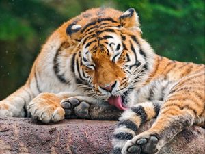 Preview wallpaper tiger, licking, predator, face, stone