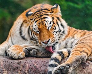 Preview wallpaper tiger, licking, predator, face, stone