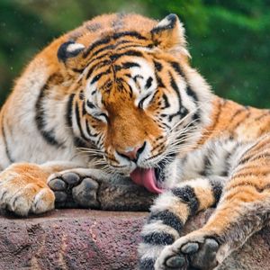 Preview wallpaper tiger, licking, predator, face, stone