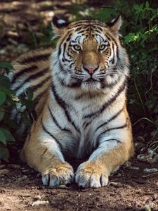Preview wallpaper tiger, lies, big cat, predator