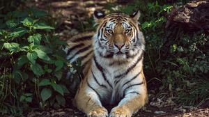 Preview wallpaper tiger, lies, big cat, predator