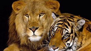 Preview wallpaper tiger, lion, cat family, big cats