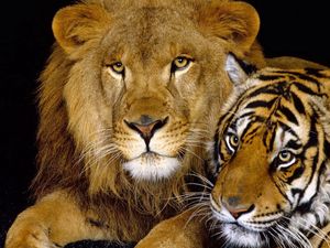 Preview wallpaper tiger, lion, cat family, big cats