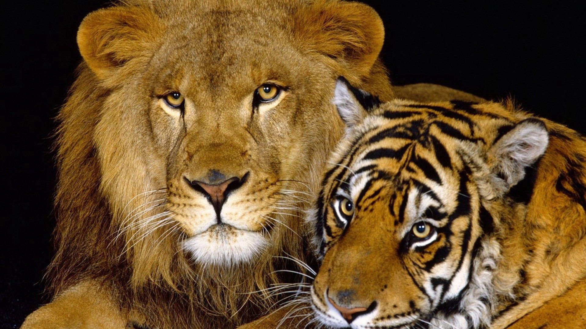Download wallpaper 1920x1080 tiger, lion, cat family, big cats full hd,  hdtv, fhd, 1080p hd background