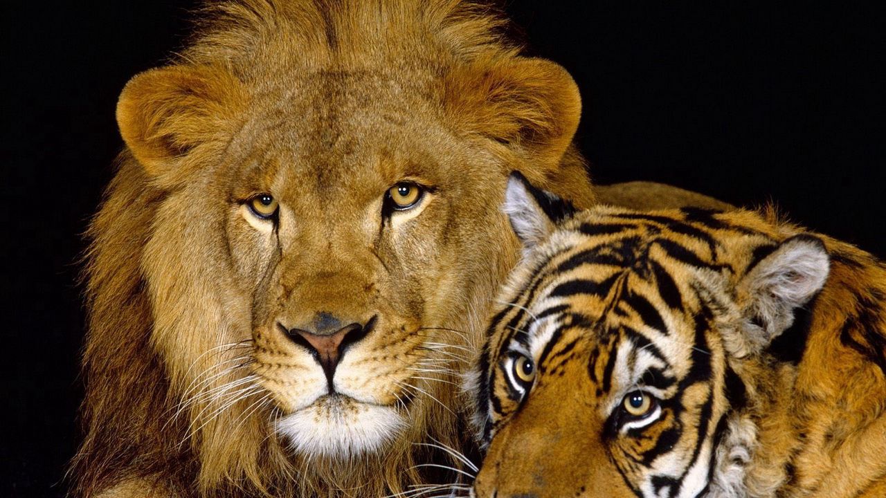 Wallpaper tiger, lion, couple, down, big cat, predator