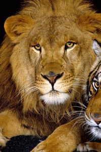 Preview wallpaper tiger, lion, couple, down, big cat, predator