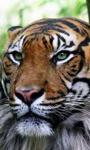 Preview wallpaper tiger, look, down, face, eyes, sadness