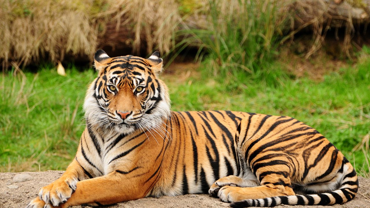 Wallpaper tiger, lying, big cat, predator, nature