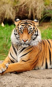 Preview wallpaper tiger, lying, big cat, predator, nature