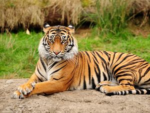 Preview wallpaper tiger, lying, big cat, predator, nature