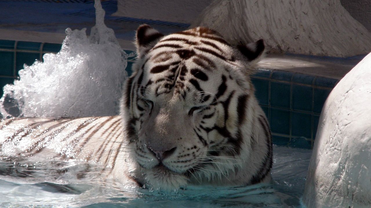 Wallpaper tiger, lying, big cat, bathe