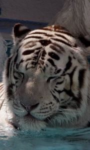 Preview wallpaper tiger, lying, big cat, bathe
