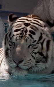 Preview wallpaper tiger, lying, big cat, bathe