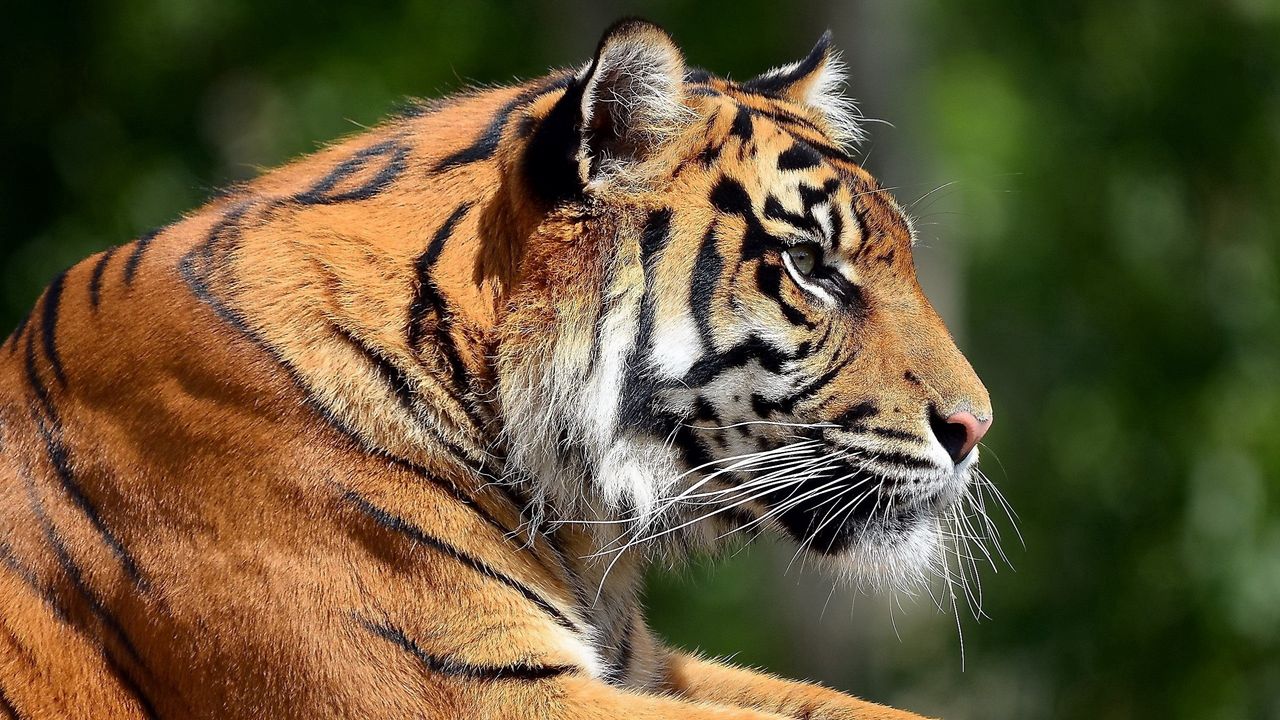 Wallpaper tiger, lying, face, predator, eyes, profile, big cat