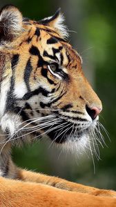 Preview wallpaper tiger, lying, face, predator, eyes, profile, big cat