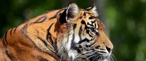 Preview wallpaper tiger, lying, face, predator, eyes, profile, big cat