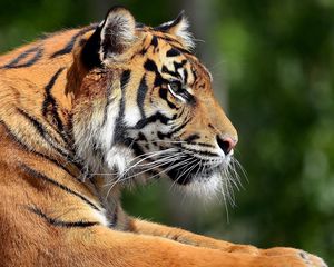 Preview wallpaper tiger, lying, face, predator, eyes, profile, big cat