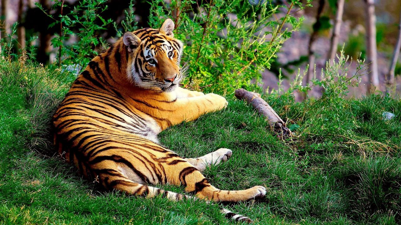 Wallpaper tiger, lying, grass, wood, big cat