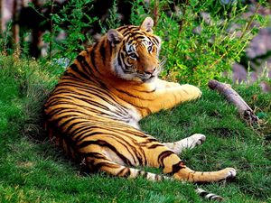 Preview wallpaper tiger, lying, grass, wood, big cat