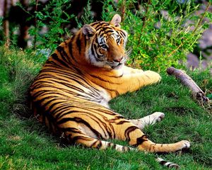 Preview wallpaper tiger, lying, grass, wood, big cat