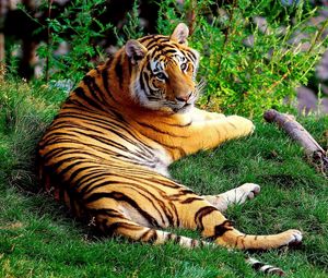 Preview wallpaper tiger, lying, grass, wood, big cat