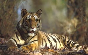 Preview wallpaper tiger, lying, grass, forest