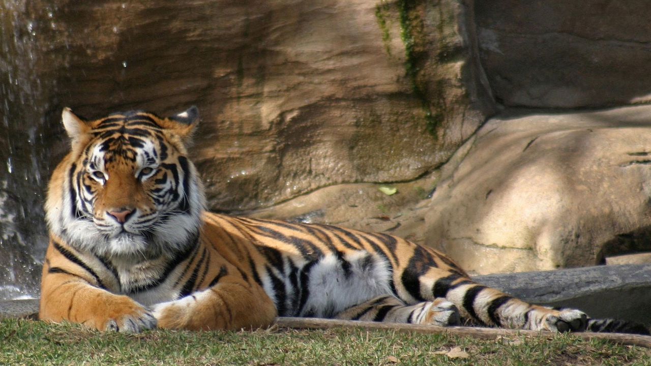 Wallpaper tiger, lying, grass, big cat, predator