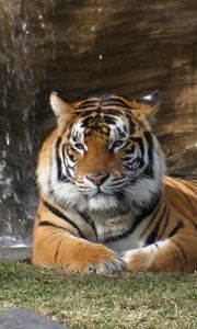Preview wallpaper tiger, lying, grass, big cat, predator