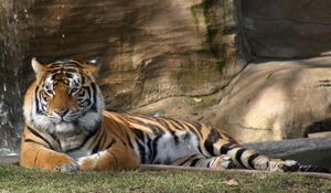 Preview wallpaper tiger, lying, grass, big cat, predator