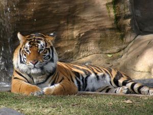 Preview wallpaper tiger, lying, grass, big cat, predator