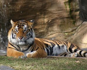 Preview wallpaper tiger, lying, grass, big cat, predator